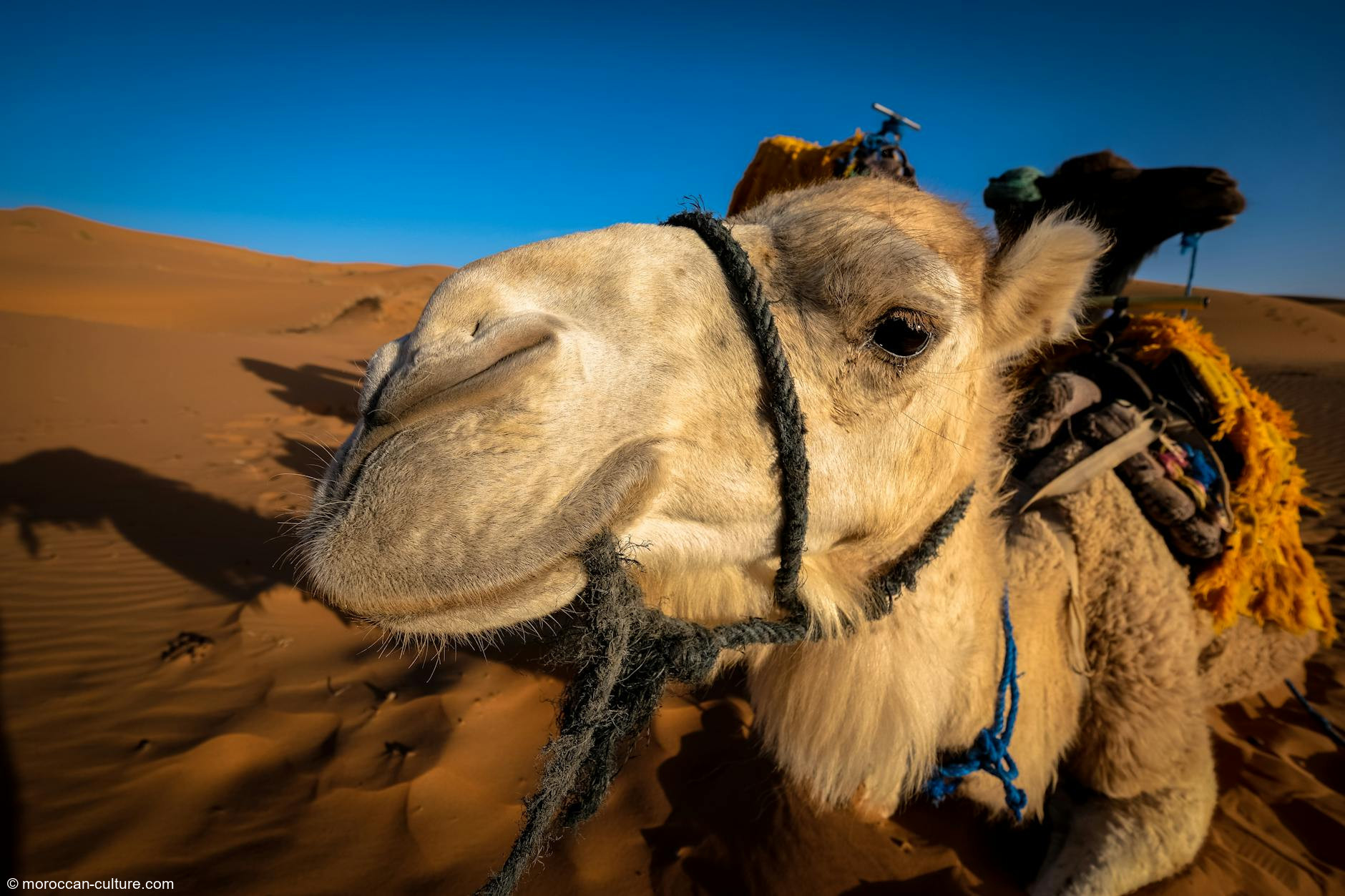 Moroccan Sahara: Desert Adventure Awaits